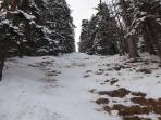 Unterhalb 1400 m in der Schneise an der Grenze ist kaum Schnee - und im Wald daneben noch weniger!
