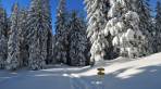 Hervorragende Schneelage am Kuhschneeberg
