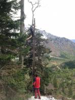 Baumkletterarbeiten um das Seil der Materialseilbahn aus den Fängen der Bäume zu befreien