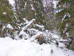 Starke Sturm- und Schneelastschäden im Pustertal.